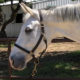C.Quito_Offspring_C.Quizno